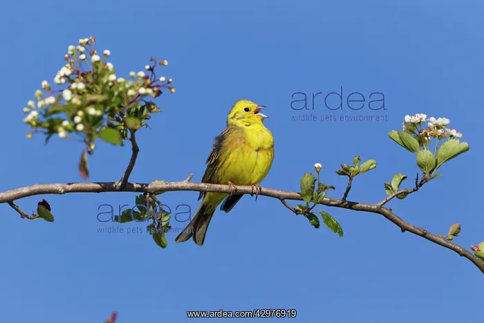 : Yellowhammer - perched on whitethorn branch - singing : Yellowhammer - perched on whitethorn branch - singing