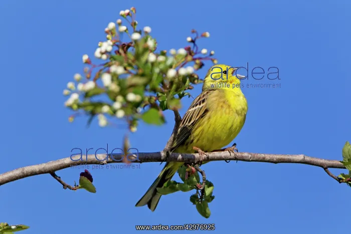 : Yellowhammer - perched on whitethorn branch - singing : Yellowhammer - perched on whitethorn branch - singing