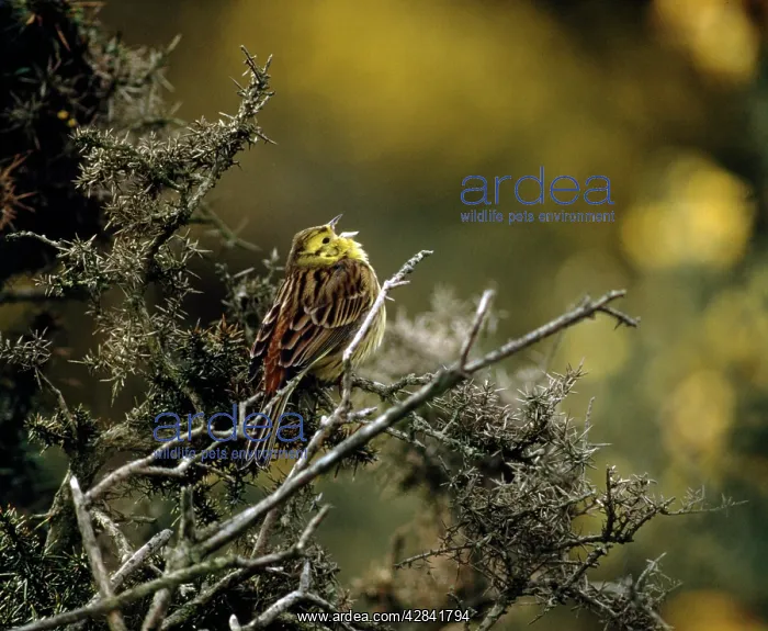 : YELLOWHAMMER - singing : YELLOWHAMMER - singing