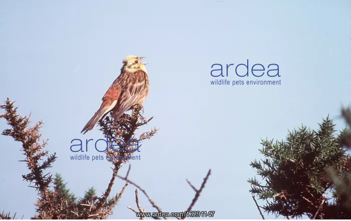 : YELLOWHAMMER - singing : YELLOWHAMMER - singing