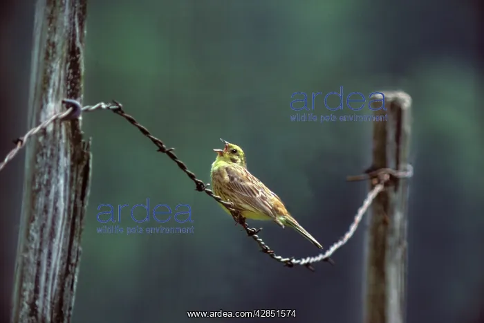 : Yellowhammer - Singing on barbed wire : Yellowhammer - Singing on barbed wire