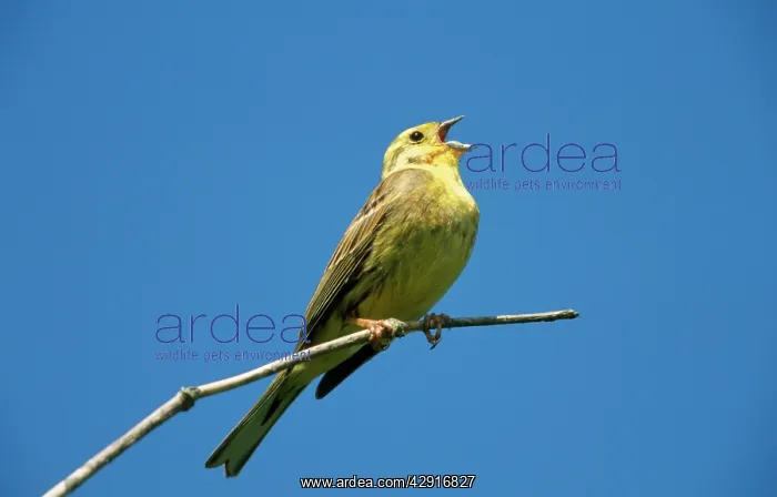 : Yellowhammer - singing on branch : Yellowhammer - singing on branch