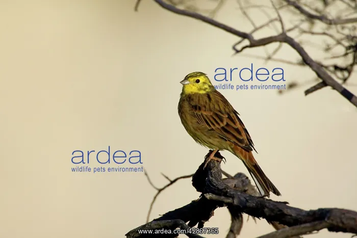 : Yellowhammer - sitting on a tree branch looking : Yellowhammer - sitting on a tree branch looking