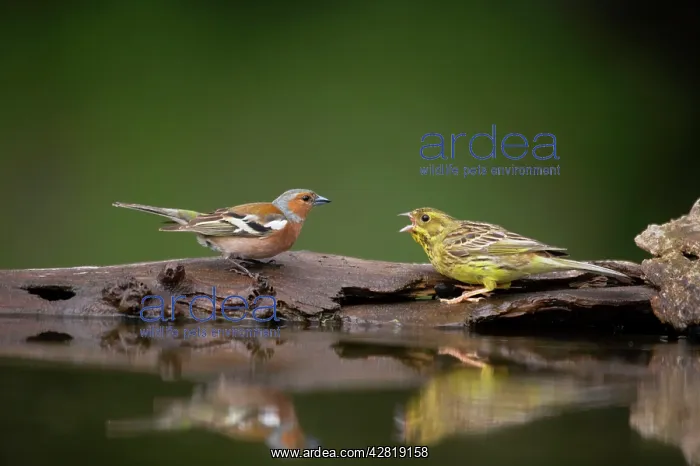 : Yellowhammer - Threatening Chaffinch (Fringilla : Yellowhammer - Threatening Chaffinch (Fringilla