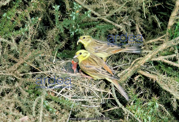 : YELLOWHAMMER - x two adults at nest feeding chicks : YELLOWHAMMER - x two adults at nest feeding chicks