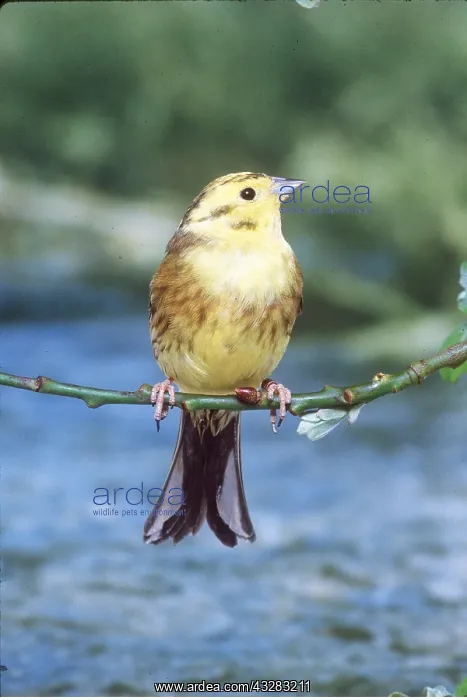 : YELLOWHAMMER / YELLOW BUNTING - on branch : YELLOWHAMMER / YELLOW BUNTING - on branch