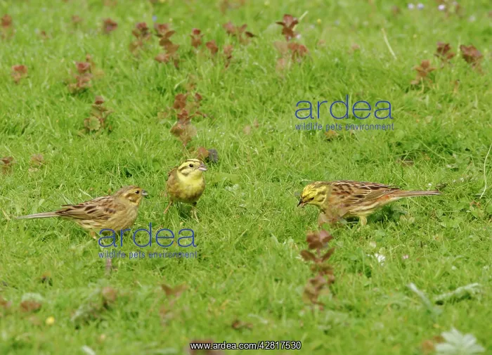 : Yellowhammers - Group feeding in meadow : Yellowhammers - Group feeding in meadow