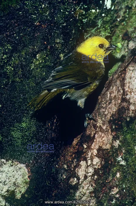  : Yellowhead - endemic