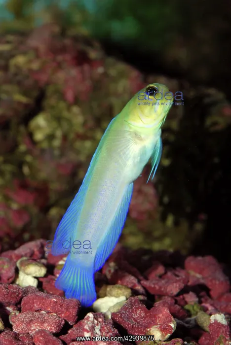: Yellowhead Jawfish - defending its burrow : Yellowhead Jawfish - defending its burrow