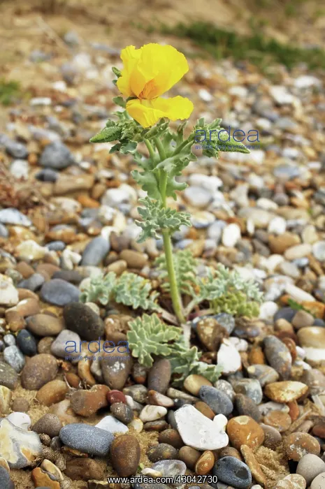 : YellowHornedPoppy : YellowHornedPoppy