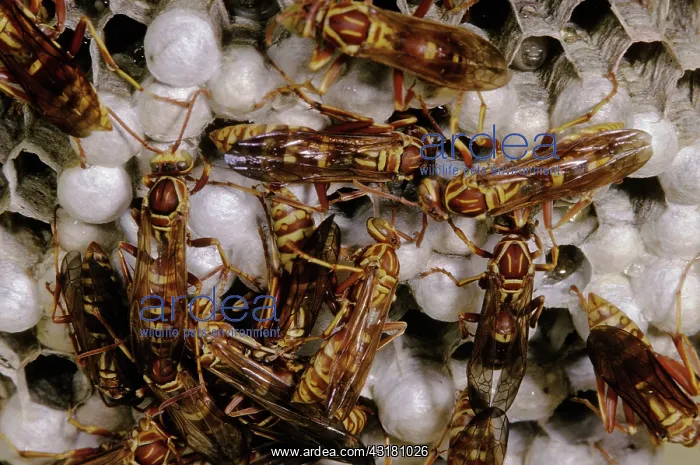 : Yellowjackets (Vespula pennsylvanica) : Yellowjackets (Vespula pennsylvanica)