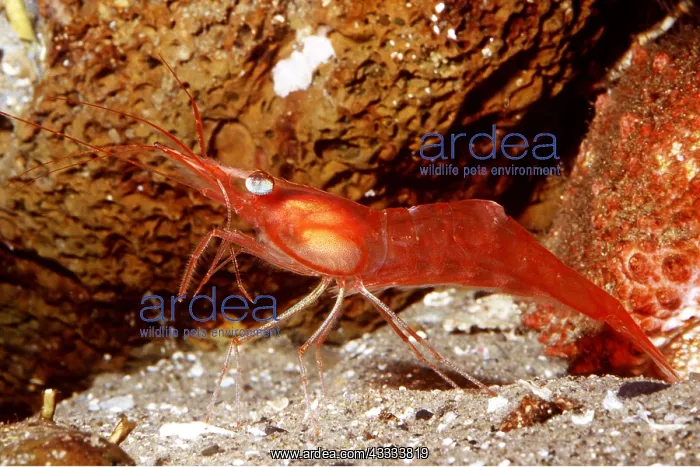 : YELLOWLEG SHRIMP : YELLOWLEG SHRIMP