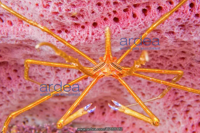 : Yellowline arrow crab (Stenorhynchus seticornis) : Yellowline arrow crab (Stenorhynchus seticornis)