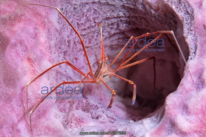 : Yellowline Arrow Crab (Stenorhynchus seticornis) : Yellowline Arrow Crab (Stenorhynchus seticornis)