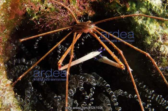  : Yellowline Arrow Crab (Stenorhynchus seticornis)