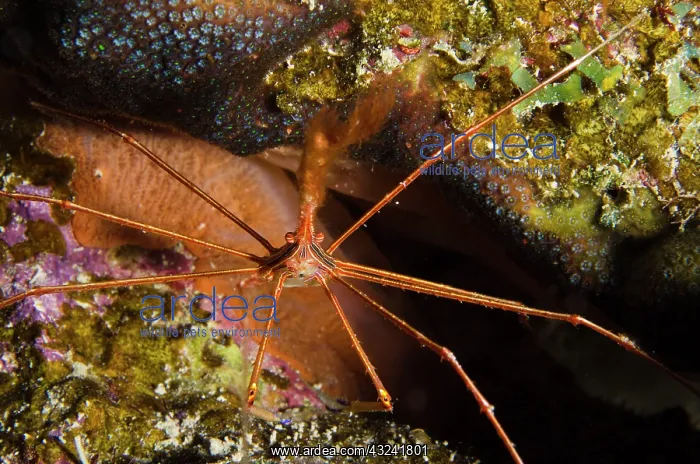 : Yellowline Arrow Crab (Stenorhynchus seticornis) : Yellowline Arrow Crab (Stenorhynchus seticornis)