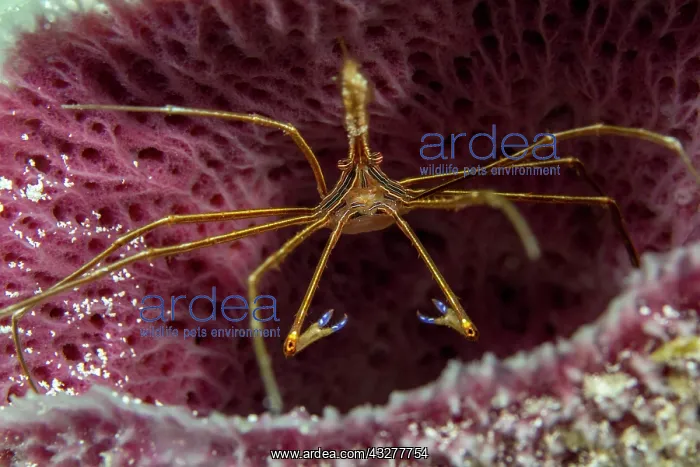 : Yellowline arrow crab (Stenorhynchus seticornis) : Yellowline arrow crab (Stenorhynchus seticornis)