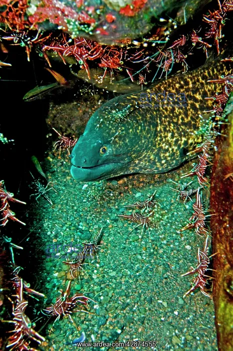 : Yellowmargin Moray - with shrimp (Rhynchocinetes : Yellowmargin Moray - with shrimp (Rhynchocinetes