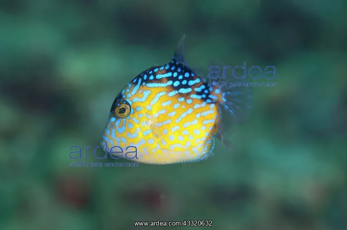 : Yellowmargin Triggerfish - Juvenile : Yellowmargin Triggerfish - Juvenile