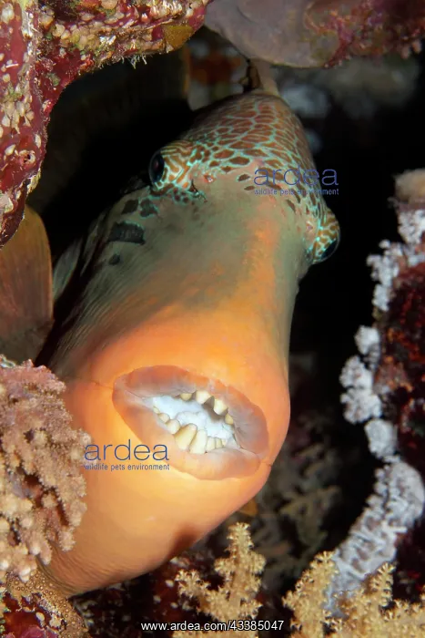 : Yellowmargin triggerfish (Pseudobalistes flavimarginatus) : Yellowmargin triggerfish (Pseudobalistes flavimarginatus)