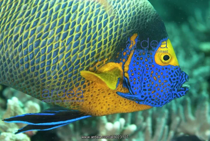 : Yellowmask Angelfish : Yellowmask Angelfish