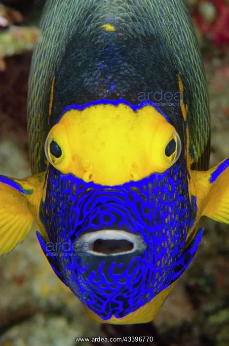 : Yellowmask Angelfish : Yellowmask Angelfish