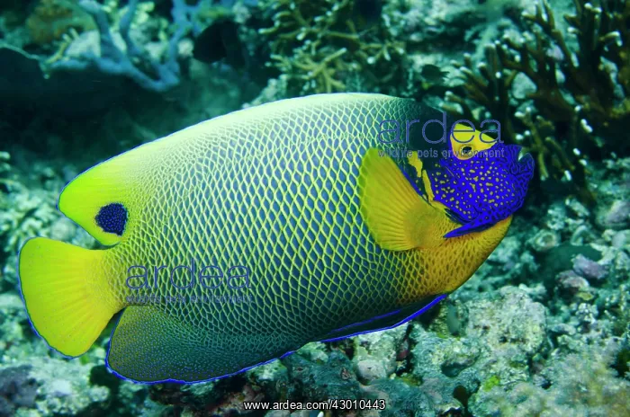 : Yellowmask Angelfish Tatawa Besar dive site, between : Yellowmask Angelfish Tatawa Besar dive site, between