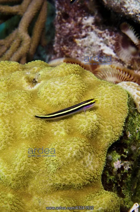 : Yellownose Goby (Elacatinus randalli) & : Yellownose Goby (Elacatinus randalli) &