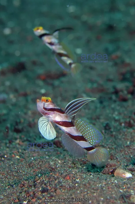 : Yellownose Shrimpgoby : Yellownose Shrimpgoby