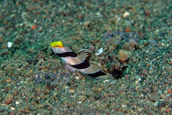 : Yellownose Shrimpgoby guarding hole entrance : Yellownose Shrimpgoby guarding hole entrance