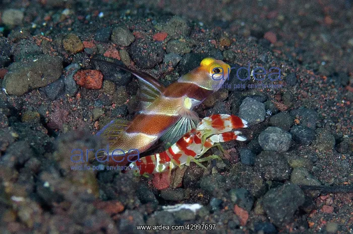: Yellownose Shrimpgoby - with Randall's Snapping : Yellownose Shrimpgoby - with Randall's Snapping