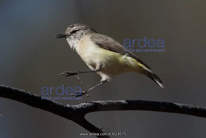 : Yellowrumped Thornbill leaping along a branch Papunya : Yellowrumped Thornbill leaping along a branch Papunya