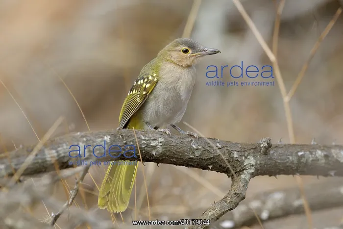 : Yellowspotted Nicator : Yellowspotted Nicator