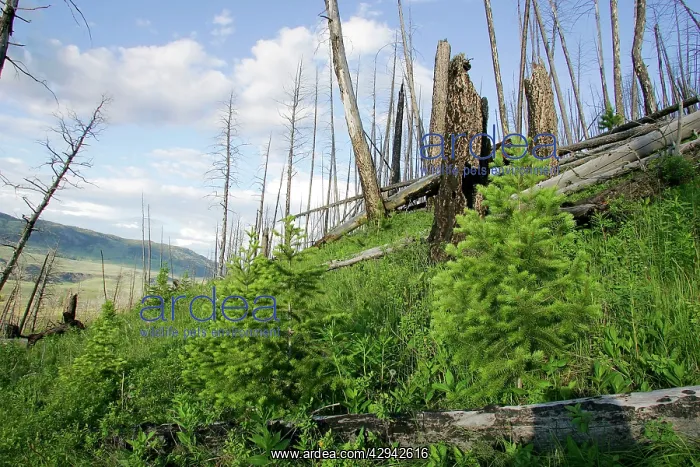 : Yellowstone national park, 15 years after fires : Yellowstone national park, 15 years after fires