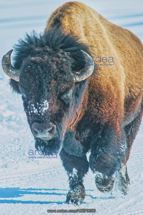 : Yellowstone National Park : Yellowstone National Park