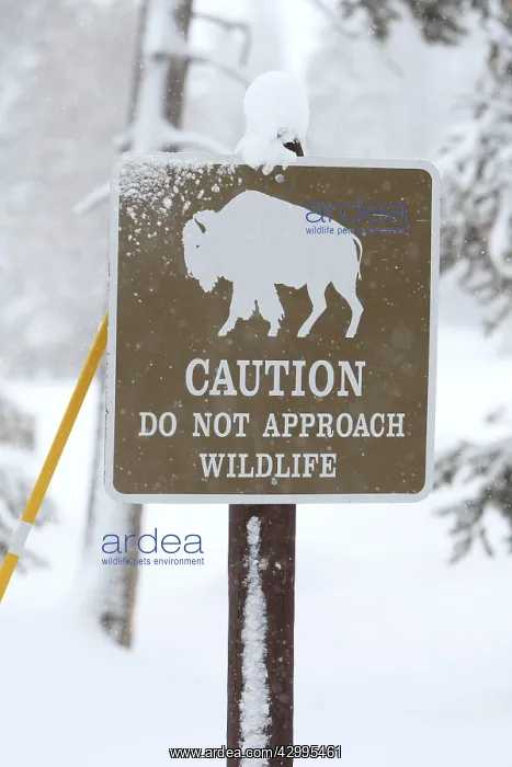 : Yellowstone National Park - Caution Sign - in snow : Yellowstone National Park - Caution Sign - in snow