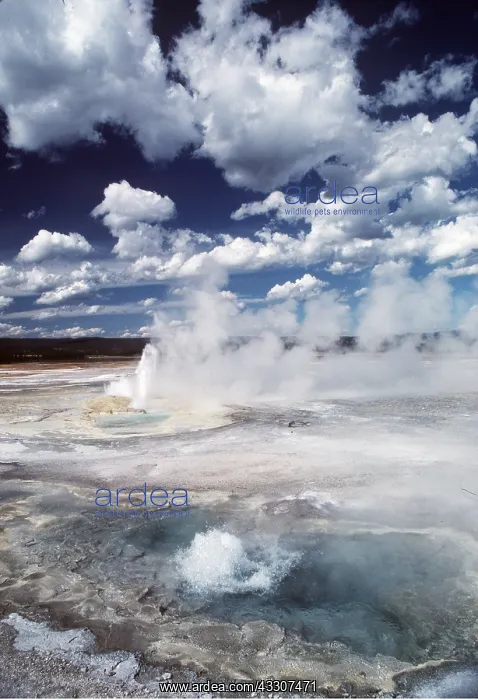 : Yellowstone National Park - Geyser : Yellowstone National Park - Geyser