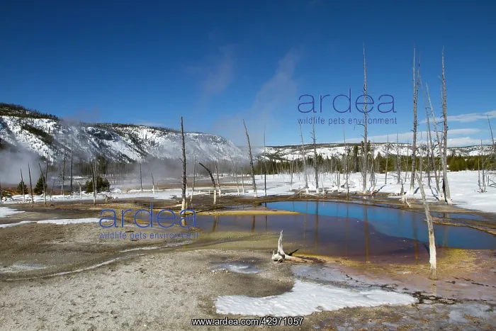 : Yellowstone National Park - geyser of the Black : Yellowstone National Park - geyser of the Black