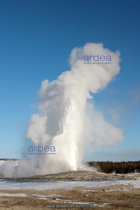 : Yellowstone National Park - Old Faithful - geyser : Yellowstone National Park - Old Faithful - geyser