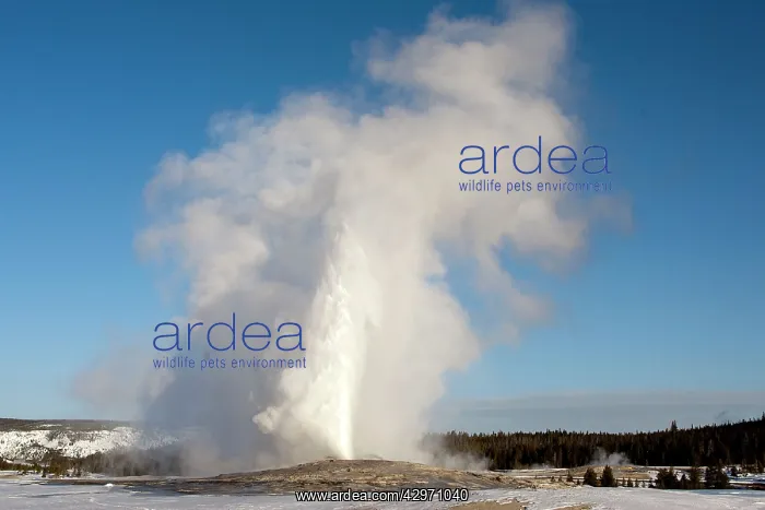 : Yellowstone National Park - Old Faithful - geyser : Yellowstone National Park - Old Faithful - geyser