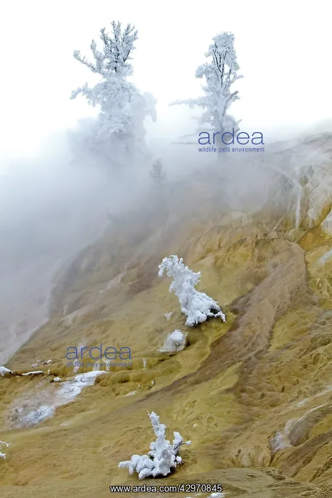 : Yellowstone National Park - Palette spring - Mammoth : Yellowstone National Park - Palette spring - Mammoth