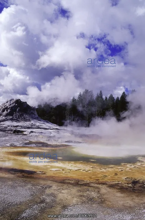 : Yellowstone's Castle Geyser : Yellowstone's Castle Geyser