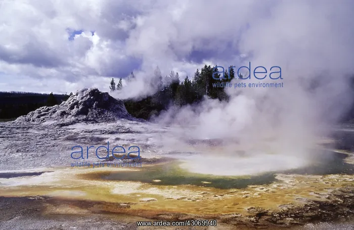 : Yellowstone's Castle Geyser : Yellowstone's Castle Geyser