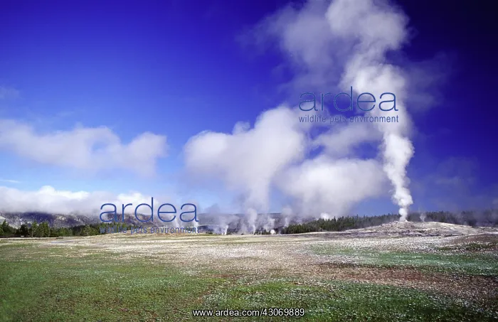 : Yellowstone's Old Faithful Geyser : Yellowstone's Old Faithful Geyser