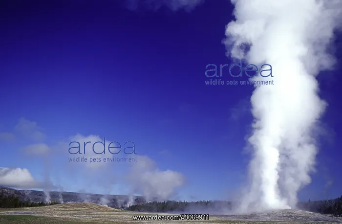 : Yellowstone's Old Faithful Geyser : Yellowstone's Old Faithful Geyser