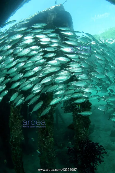 : Yellowstripe Scad - school : Yellowstripe Scad - school