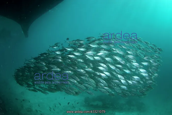 : Yellowstripe Scad - school in shallow water under boat : Yellowstripe Scad - school in shallow water under boat