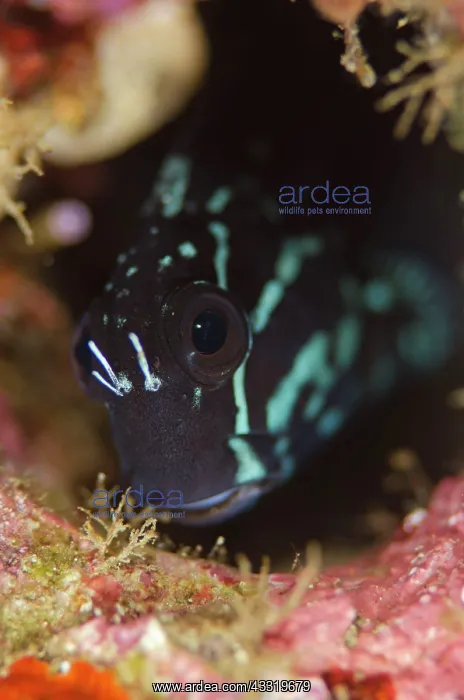 : Yellowtail Blenny - in hole : Yellowtail Blenny - in hole
