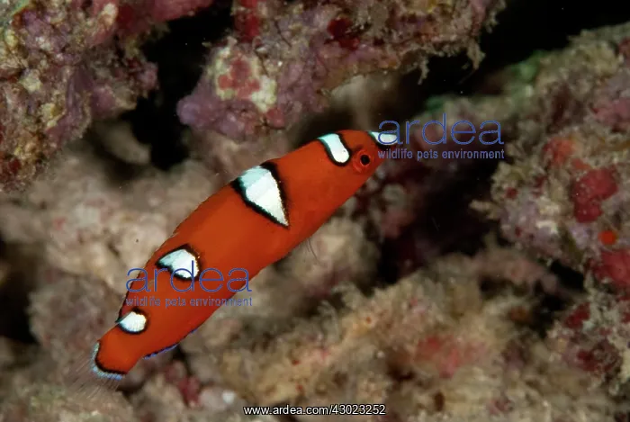  : Yellowtail Coris juvenile
