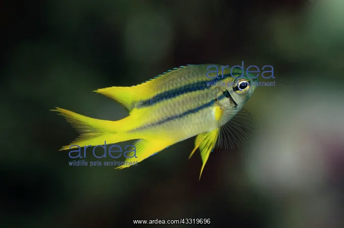 : Yellowtail Damsel - juvenile : Yellowtail Damsel - juvenile
